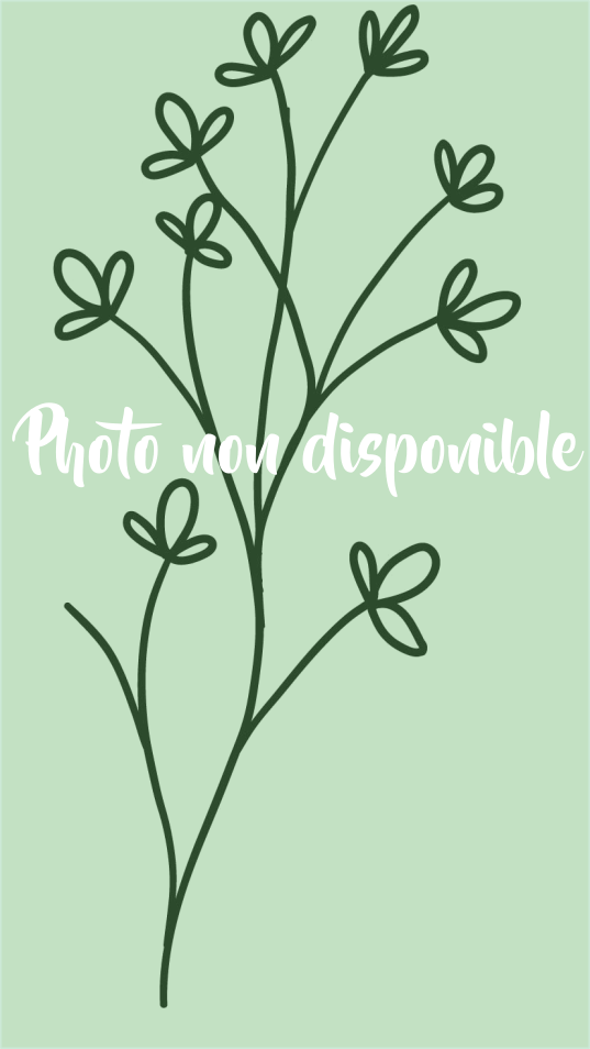 illustration de plante