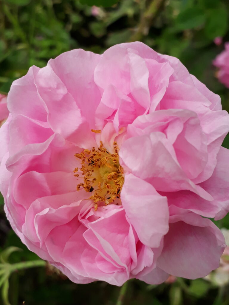 fleur de rose de damas