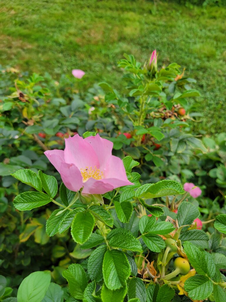 fleur de rose frau dagmar hastrup