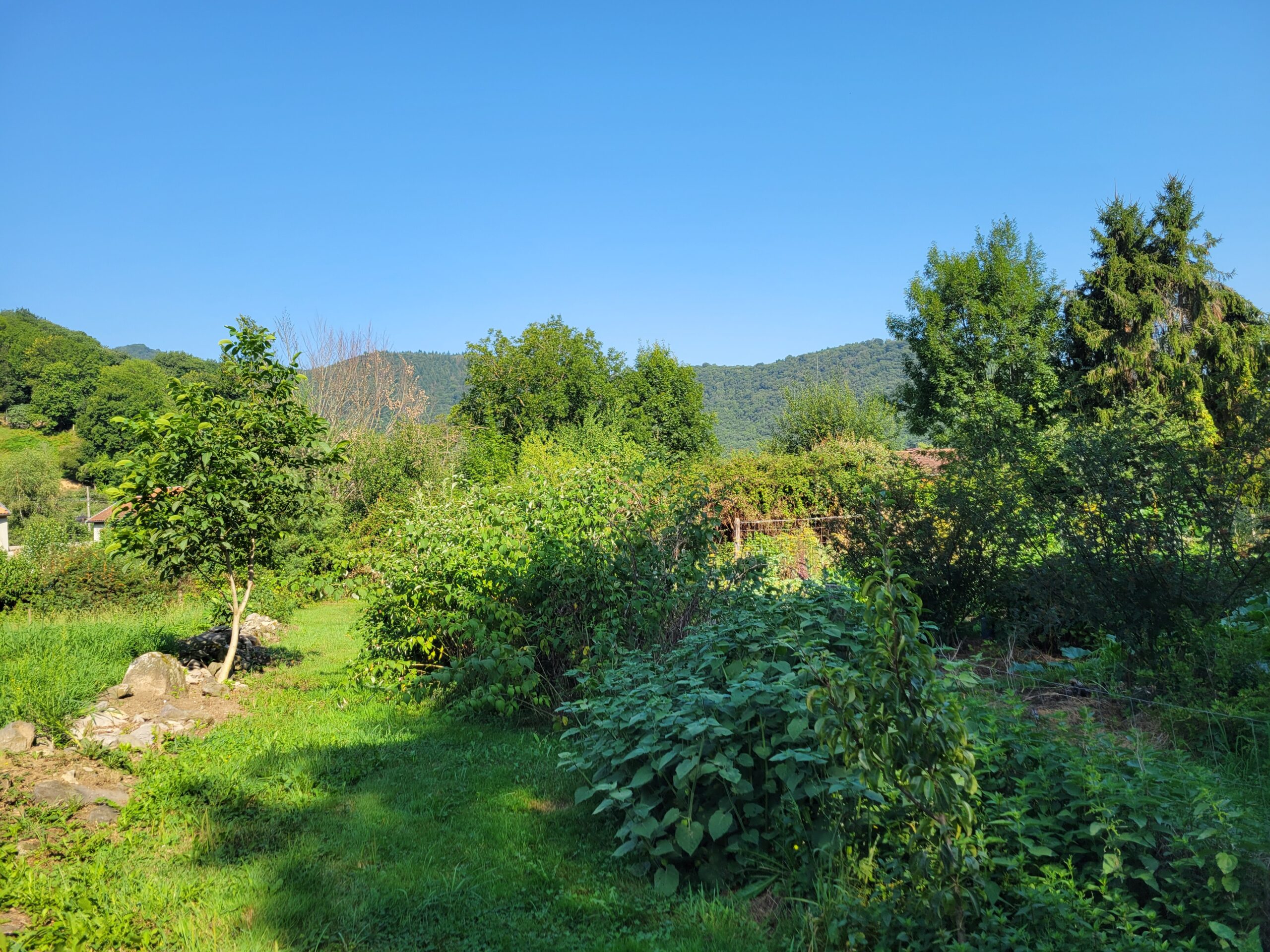 vue de l'allée d'entrée et du potager
