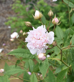 rosa anemoneflora