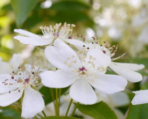 rosa banksiae normalis