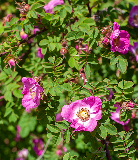 rosa forrestiana