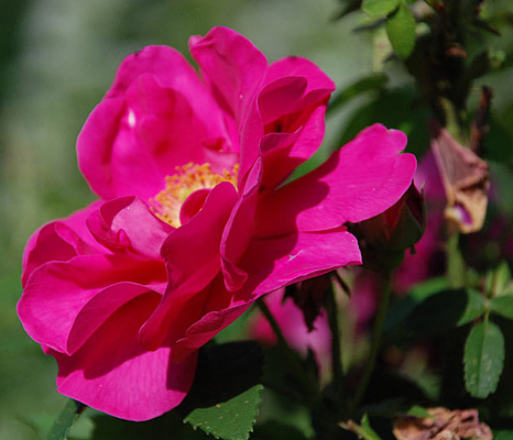 rosa gallica officinalis
