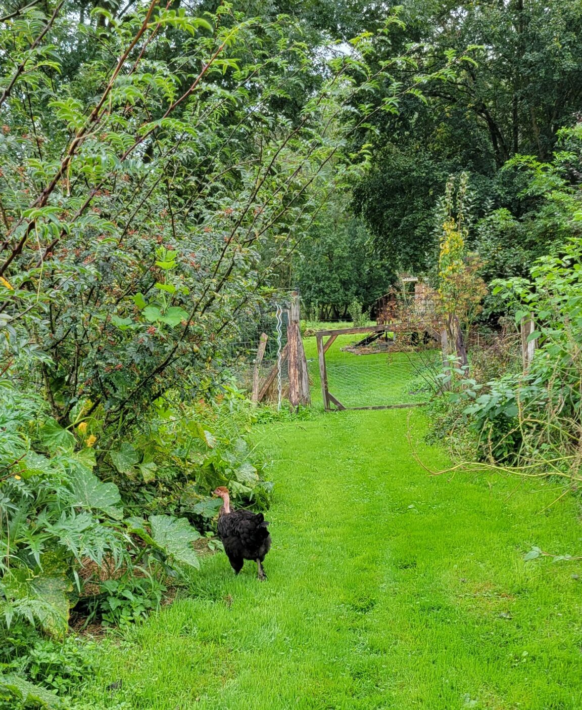 poule dans l'allée du potager